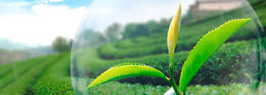 Crop Protection